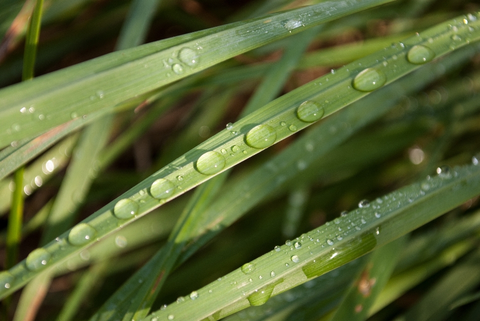 Water nature grass branch