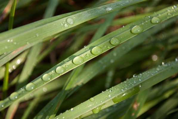 Water nature grass branch Photo