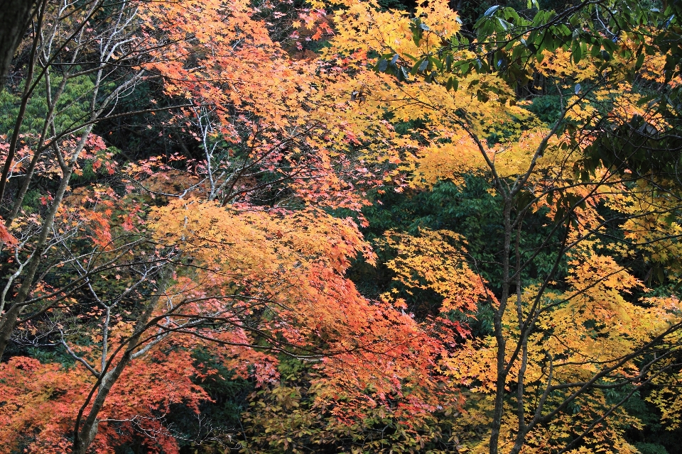 árvore natureza floresta filial