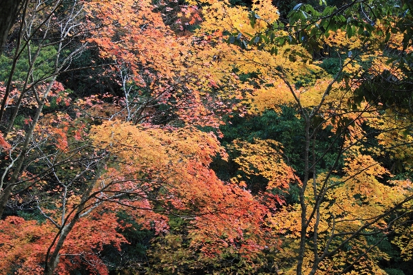 Tree nature forest branch Photo