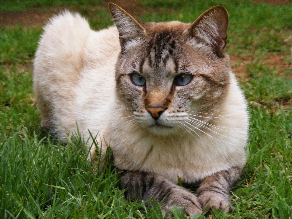 Césped fauna silvestre mascota gato