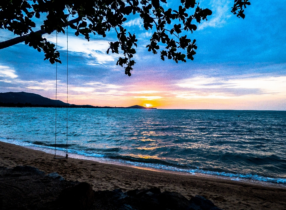 ビーチ 海 海岸 木