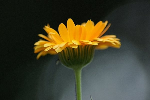 Nature blossom blur plant Photo