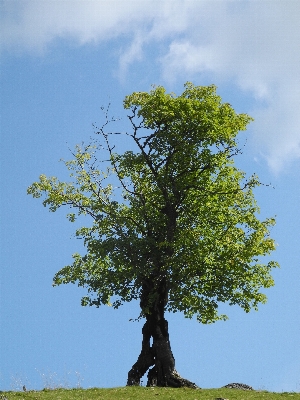 Tree nature branch plant Photo