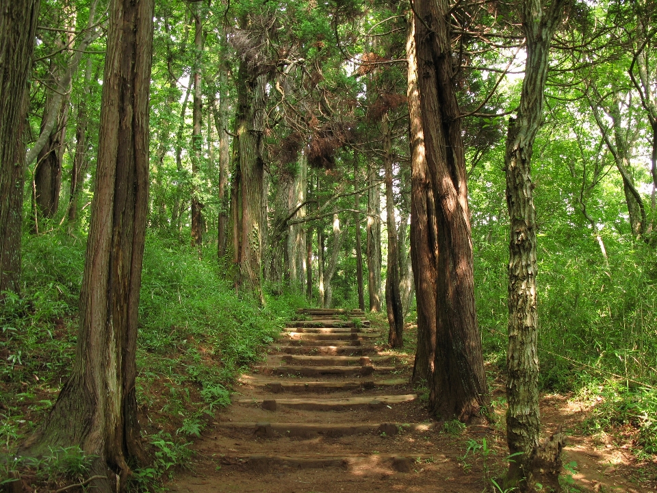 木 自然 森 荒野
