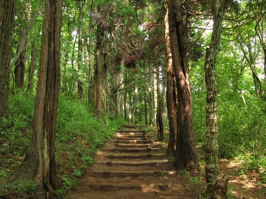 Foto árvore natureza floresta região selvagem
