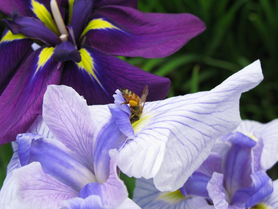 Fiore pianta viola petalo