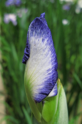 Doğa bitki çiçek taç yaprağı Fotoğraf