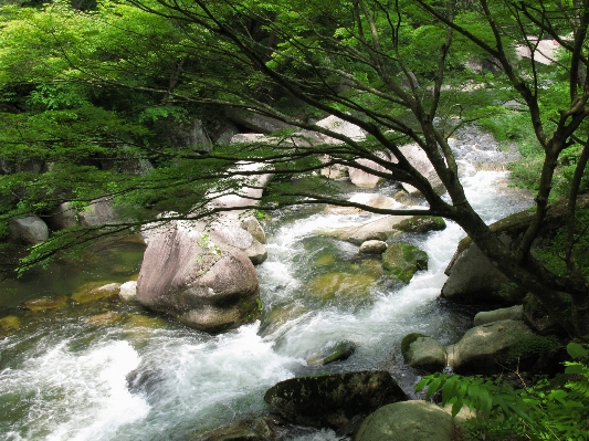 Tree forest rock waterfall Photo