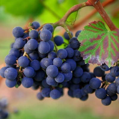 Landscape plant grape vine Photo