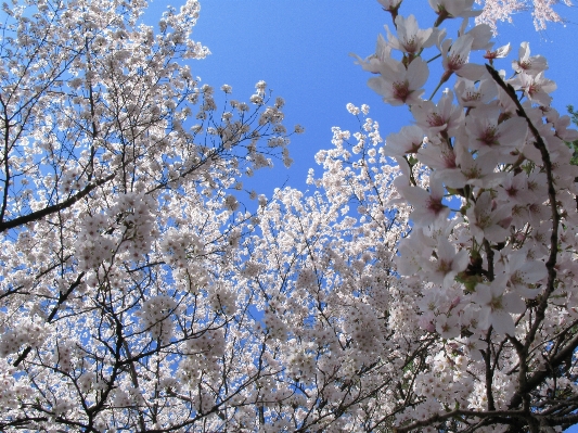 木 ブランチ 花 植物 写真