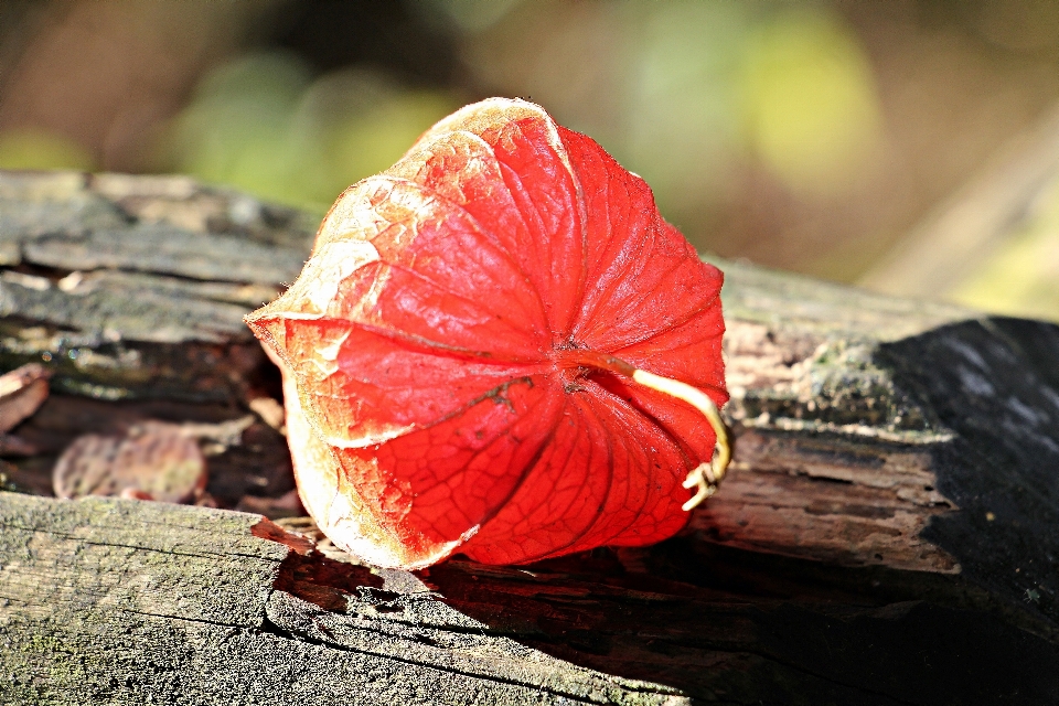 Baum natur anlage fotografie