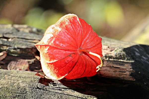 Tree nature plant photography Photo