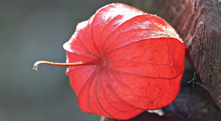 Nature plant photography sunlight Photo