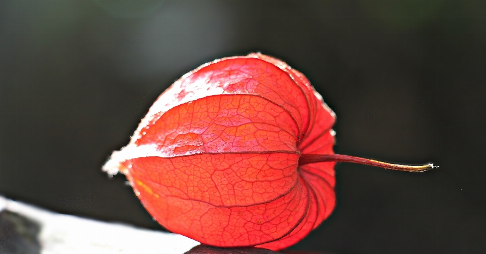 Nature plant photography sunlight