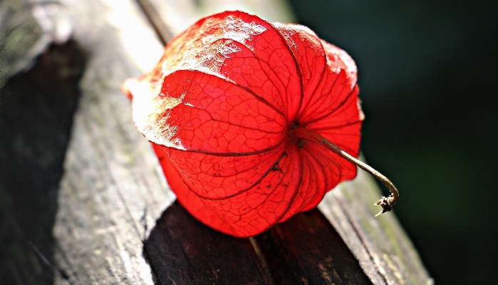 Nature plant photography sunlight Photo