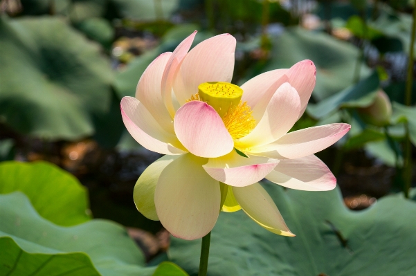 Water blossom plant flower Photo