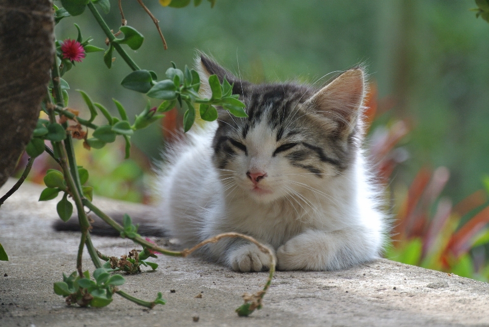 宠物 小猫 猫 哺乳动物