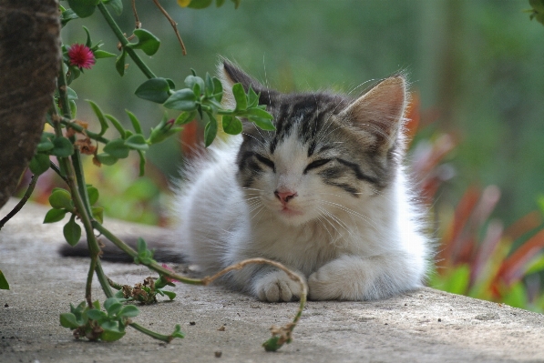 Photo Animal de compagnie chaton chat mammifère