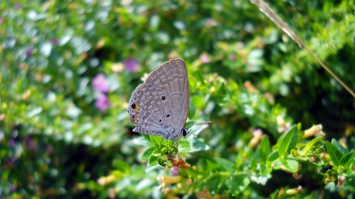 Foto Natureza grama prado
 folha