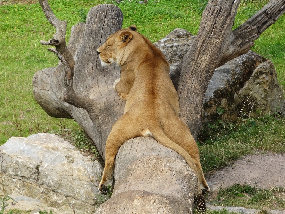 野生動物 動物園 リラックス 哺乳類