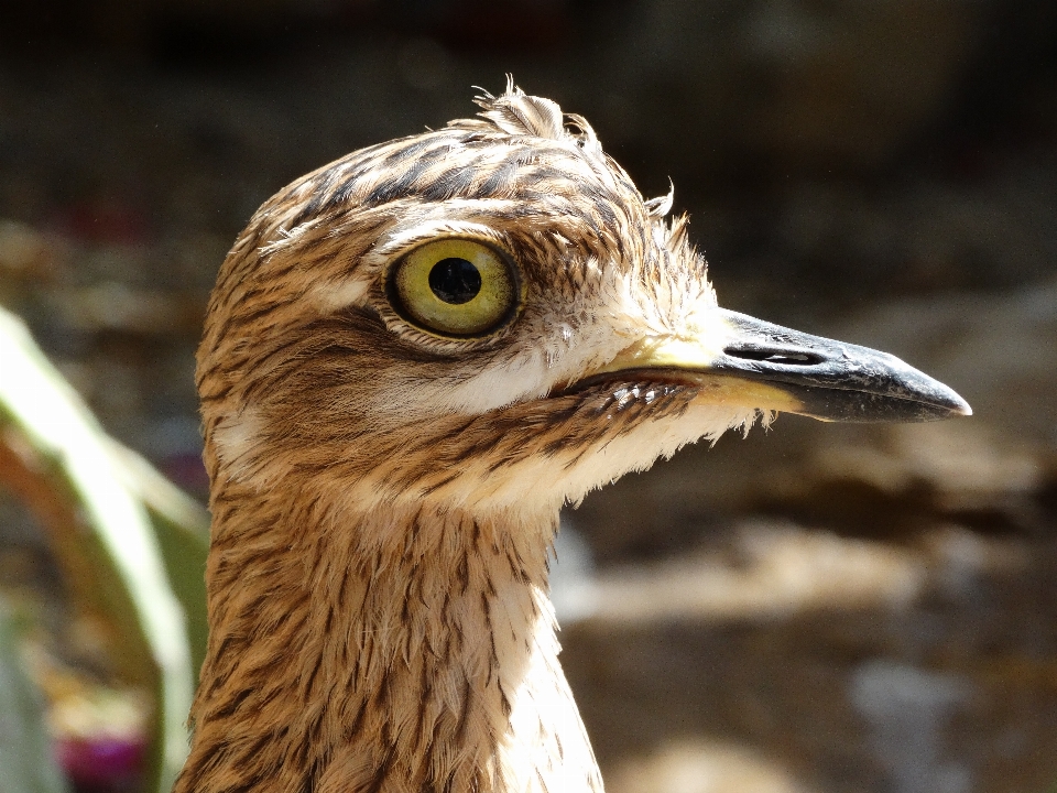 Naturaleza pájaro ala fauna silvestre