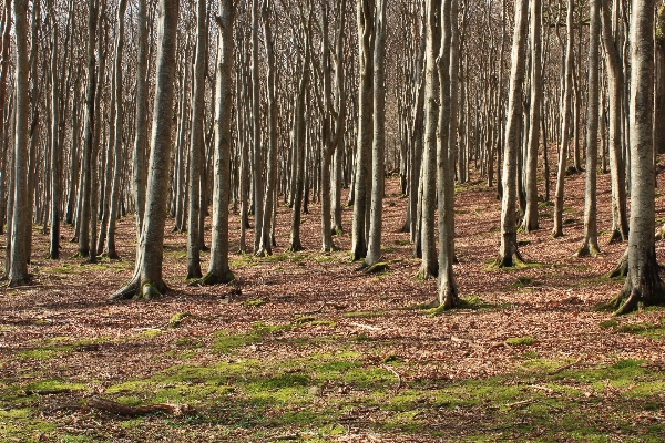 Tree nature forest outdoor Photo