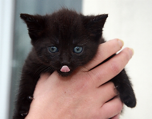 Foto Animal bonitinho bicho de estimação gatinho