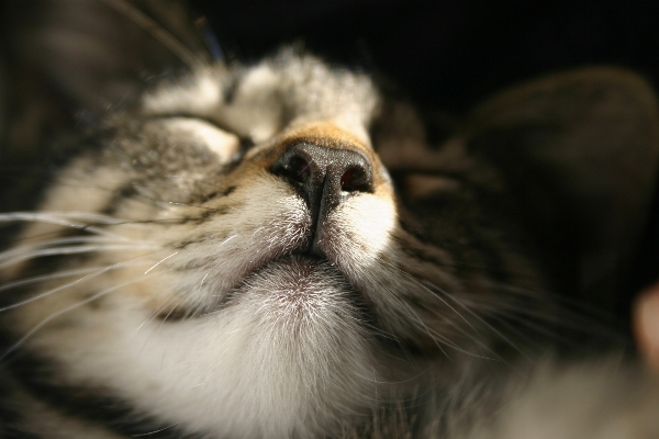 Foto Sol animais selvagens bicho de estimação gato