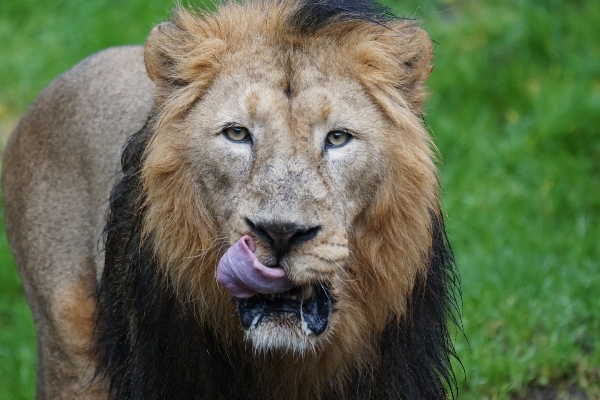 Adventure male wildlife zoo Photo