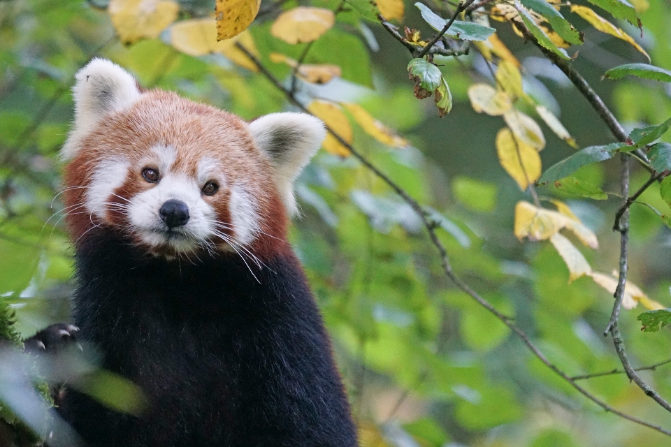 Albero carino orso animali selvatici