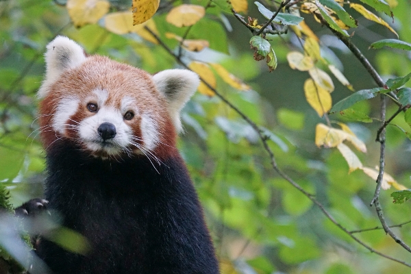 Foto árbol lindo oso fauna silvestre