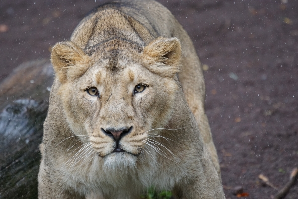 時計 雨 女性 野生動物 写真