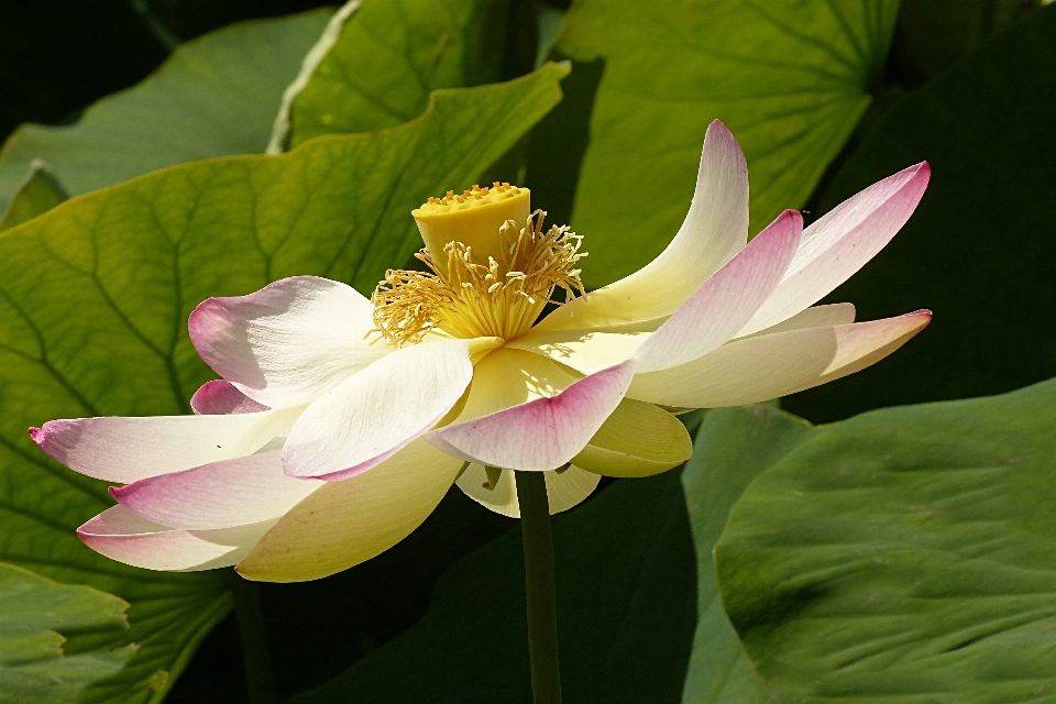 花 植物 花弁 植物学
