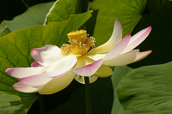 Blossom plant flower petal Photo