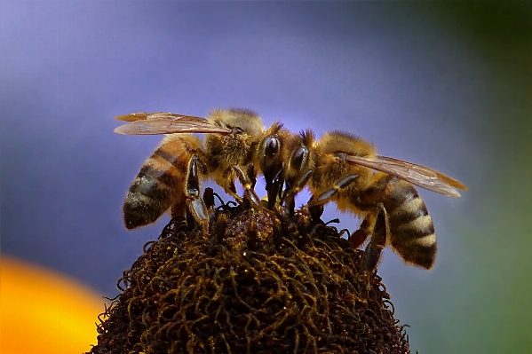 Nature photography flower animal Photo