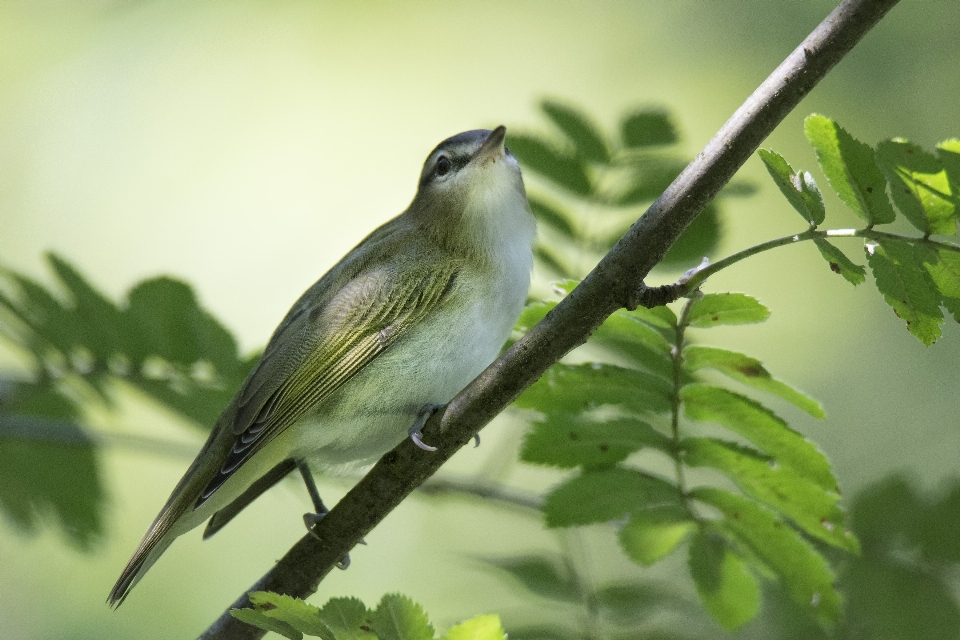 Alam cabang burung margasatwa