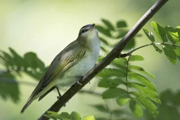 Foto Alam cabang burung margasatwa