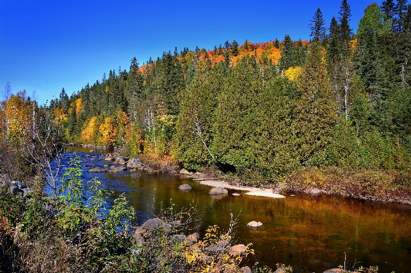 Landscape tree water nature Photo