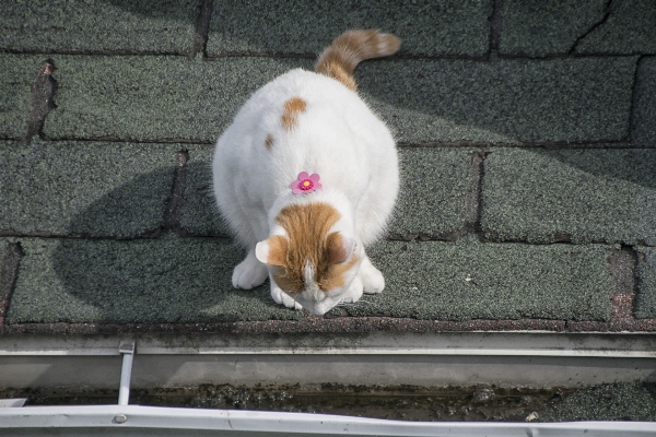 Puppy cat mammal canada Photo