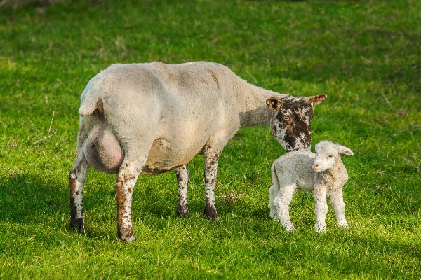 Natur gras feld bauernhof Foto