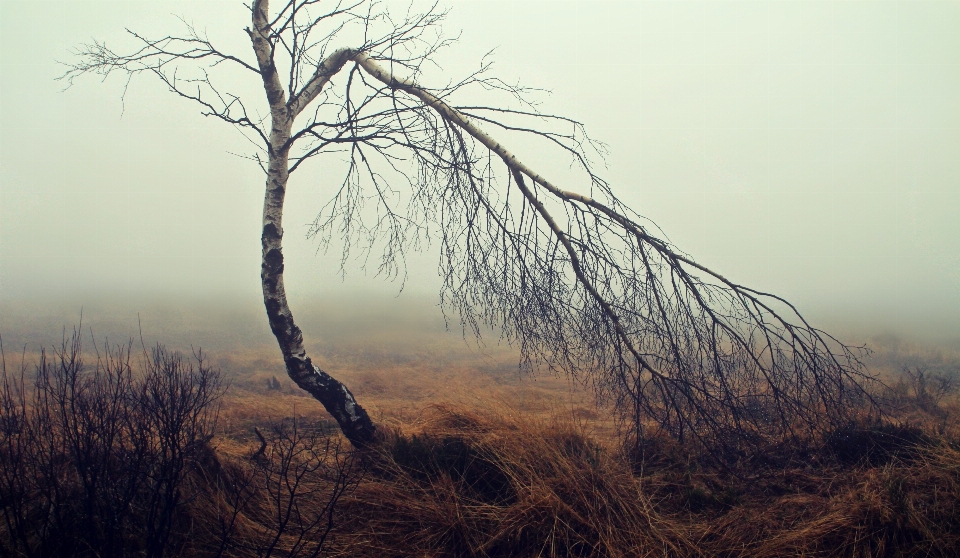 Landscape tree nature forest