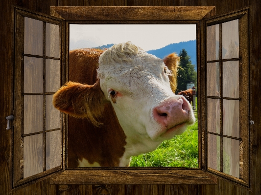 Farm meadow window hut Photo