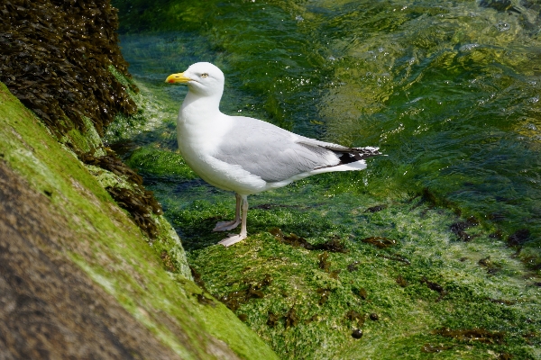 Foto Alam burung satwa laut
