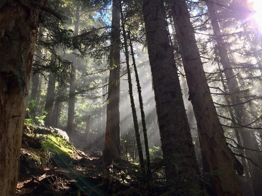 Photo Paysage arbre nature forêt