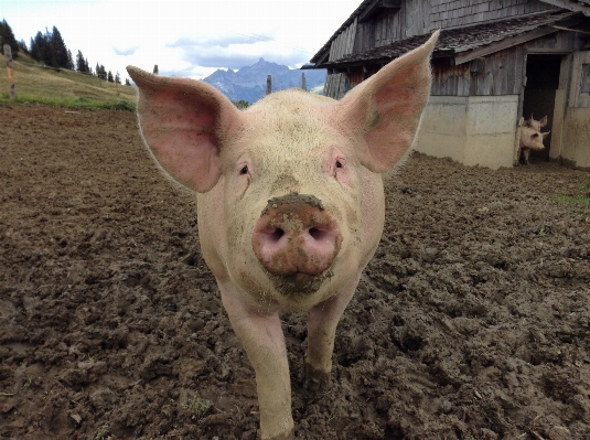 Nature farm mammal agriculture Photo