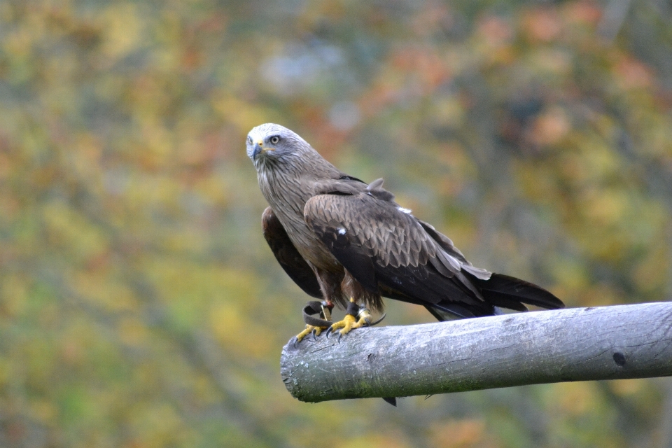 Naturaleza rama pájaro ala