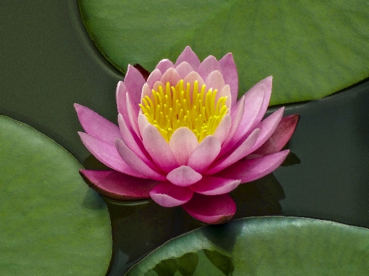 Blossom plant flower petal Photo