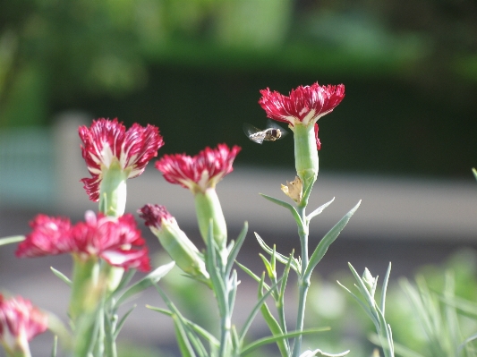 Grass blossom plant meadow Photo