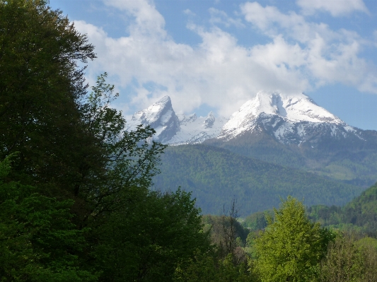 Zdjęcie Drzewo natura las pustynia
